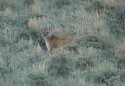 Mountain Lion