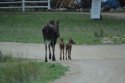 Moose