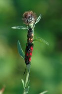 Burnet Moth