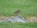 Meadow Pipit