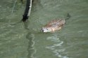 Muskrat