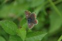 Northern Brown Argus