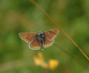 Northern Brown Argus