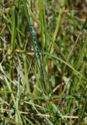 Northern Damselfly