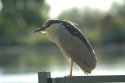 Night Heron
