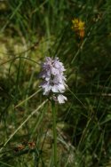 Orchid
