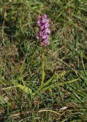 Orchid