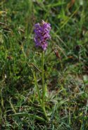 Orchid