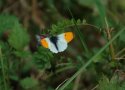 Orange Tip