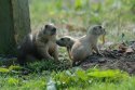 Black Tailed Prairie Dog