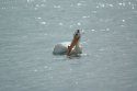 White Pelican