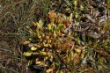 Pitcher Plant