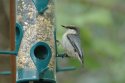 Pygmy Nuthatch