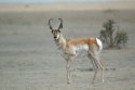 Pronghorn Antelope