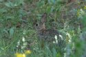 Eastern Cottontail