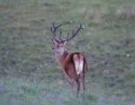 Red Deer