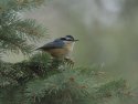 Red Breasted Nuthatch