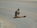 Red tailed hawk