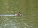 Ruddy Duck