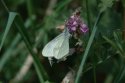 Real's Wood White
