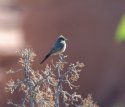 Say's Phoebe