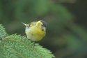 Siskin