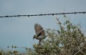 Cassin's Sparrow
