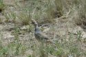 Scaled Quail