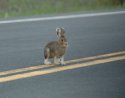 Snowshoe Hare