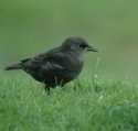 Starling