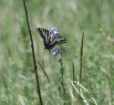 Pale Swallowtail