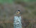 Stonechat
