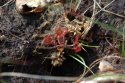 Sundew