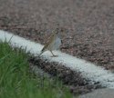 Vesper Sparrow