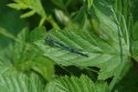 Variable Damselfly