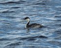 Western Grebe