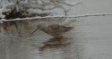 Willet
