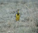 Western Meadowlark