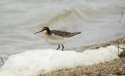 Wilson's Phalarope