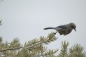Western Scrub Jay