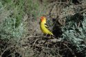 Western Tanager