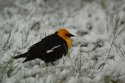 Yellow Headed Blackbird