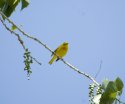 Yellow Warbler