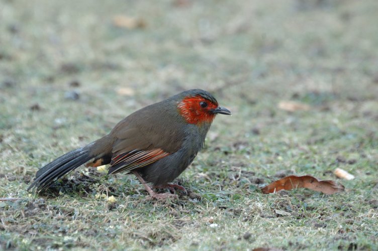 Runner Up - Red-faced Liocichla - A Cracking Escape