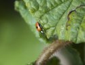 2 Spot Ladybird