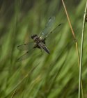 4 Spot Chaser