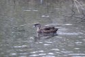 Australian Grey Teal