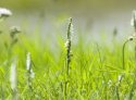 Autumn Lady's Tresses