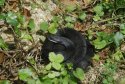 Black Adder