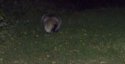 Badgers Arse